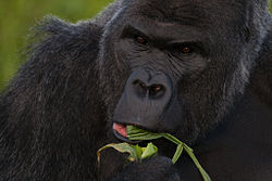 The trinomen of the critically endangered western lowland gorilla is Gorilla gorilla gorilla.