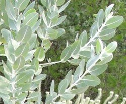 E. tetragona, showing glaucous leaves and stems