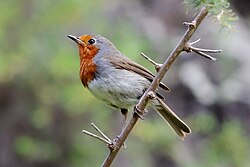 Tenerife robin Erithacus rubecula superbus, Los Silos, Tenerife