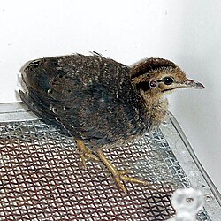 Juvenile undulated tinamou in captivity