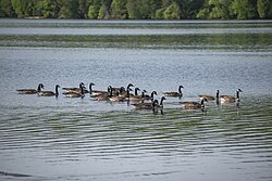 Flock swimming in Huntsville, Ontario