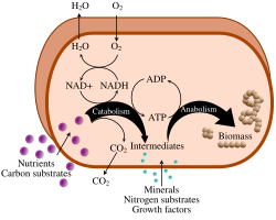 Simplified view of cellular metabolism