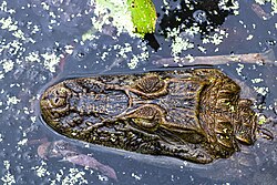 Overhead view of broad-snouted caiman with eyes, ears and nostrils above water