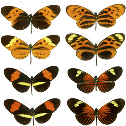The butterfly genus Heliconius contains some species that are extremely difficult to tell apart.