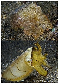 This broadclub cuttlefish (Sepia latimanus) can change from camouflage tans and browns (top) to yellow with dark highlights (bottom) in less than a second.