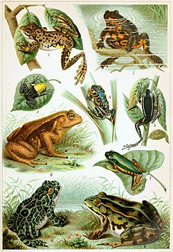 Various kinds of frog