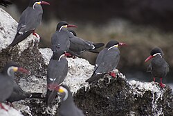 The plumage of the Inca tern is the most atypical of the group.