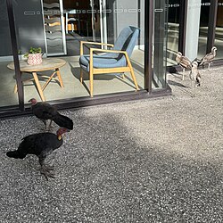 With bush stone-curlews, standing outside an apartment in Brisbane