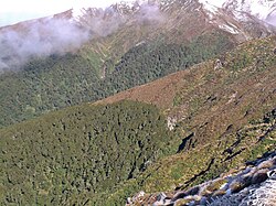An alpine tree line in the Tararua Range