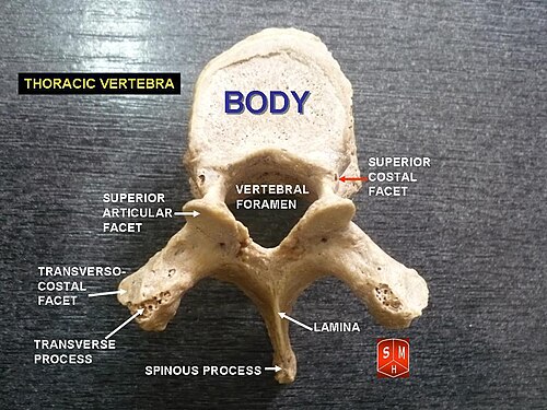 Thoracic vertebra
