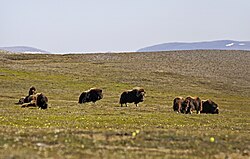 A small herd of muskoxen in the Kakagrak Hills, Alaska