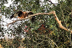 Red kite, Gigrin Farm, Wales