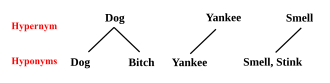 Three varieties of autohyponym