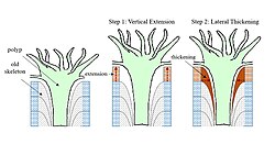 Coral skeleton formation