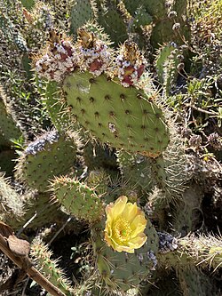 Cochineal on opuntia in California