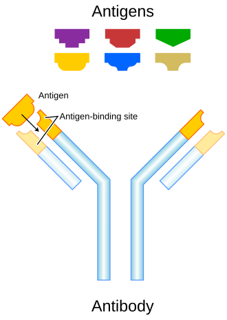 Each antibody binds to a specific antigen in a highly specific interaction analogous to a lock and key.