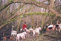 Traditional English fox hunt