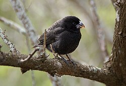 Medium ground finch (Geospiza fortis) on Santa Cruz Island in the Galapagos