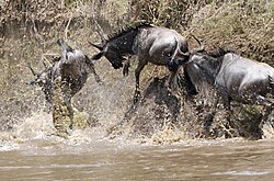 Nile crocodile ambushing migrating wildebeest crossing the Mara River