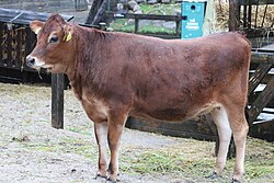 Cattle are among the most killed animals by humans, predominately due to food production