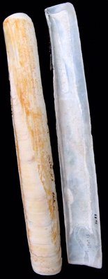 The pod razor was named Solen siliqua in 1758.
