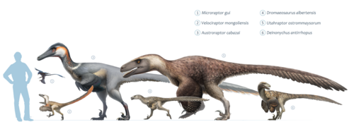 Size of Deinonychus (6) compared with other dromaeosaurids