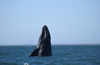 Western Gray whale near Sakhalin
