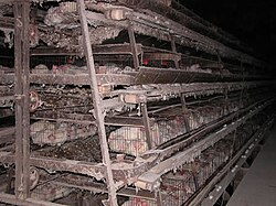 Battery cages – note the low light intensity beyond range of the camera flashgun