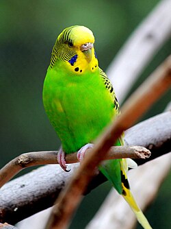 The Australian budgerigar, or shell parakeet, is a popular pet and the most common parakeet