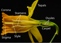 A Narcissus flower in section. Petals and sepals are replaced here by a fused tube, the corona, and tepals.