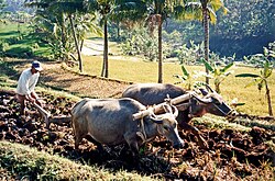 Water buffalo ploughing rice fields near Salatiga, in Central Java