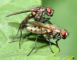 Mating anthomyiid flies