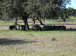 Iberian pigs feeding on acorns of an holm oak