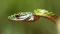 Leptophis ahaetulla was named Coluber ahaetulla in 1758.