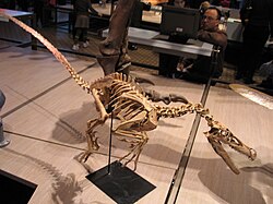 The mounted skeleton of a Velociraptor, showing the very bird-like quality of the smaller theropod dinosaurs