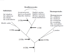 Figure 4: A concatenated protein tree showing the phylogenetic relationship of two phyla of Archaea. The number of CSIs that support the branching order are indicated .