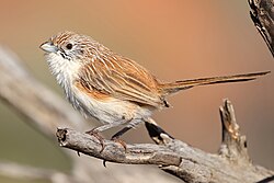 The plumage of the Eyrean grasswren is typical of the genus