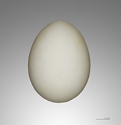 Pagodroma nivea – MHNT