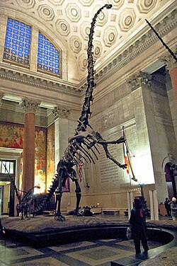 Mounted skeleton of Barosaurus lentus, depicted in a rearing tripodal stance