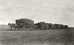 Alfalfa hay on the way to Clayton, New Mexico, circa 1915.
