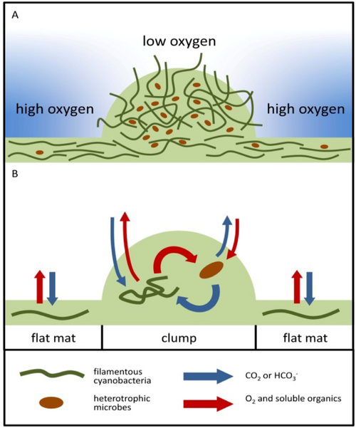Model of a clumped cyanobacterial mat [135]