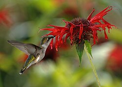 Female feeding on nectar from scarlet beebalm (Monarda didyma)