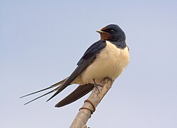 A barn swallow displaying tail streamers