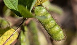 Cajanus scarabaeoides is one of the closest wild relatives to the cultivated pigeonpea and has high drought tolerance and high protein content. Being screened at the campus of the International Crops Research Institute for the Semi-Arid Tropics in Patancheru, India.