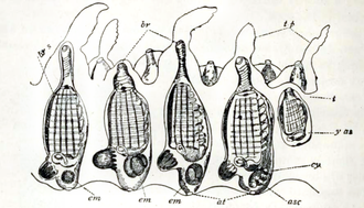 Section through the wall of an ascidian pyrosoma showing several zooids; (br) buccal siphon; (at) atrial siphon; (tp) test process; (br s) pharynx