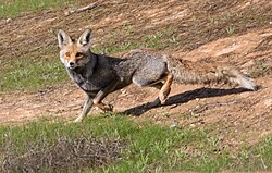The fox, a widely recurring character in Kurdish tales