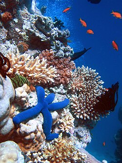 A blue Linckia starfish on a coral reef, a biodiverse ecosystem