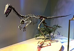 Restored skeleton of an unnamed Alaskan troodontid, Perot Museum