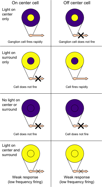 On-centres and off-centres of the retina