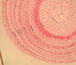 Root cross section (30 μm) of Silene vulgaris. Lignified tissue is stained reddish using Phloroglucinol/HCL. Black markers denote annual ring borders. Individual collected at Davos, Switzerland (2003)